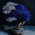 Special Edition: Porcelain