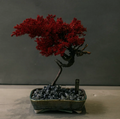 Crimson